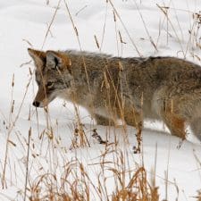 Wild life, wild questions