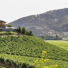 Wine on the menu at UNWTO conference