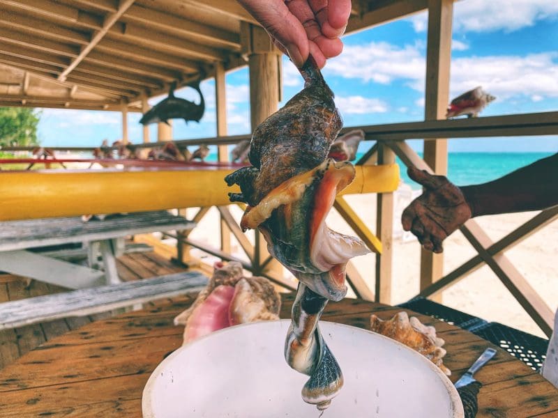 Conch anyone?