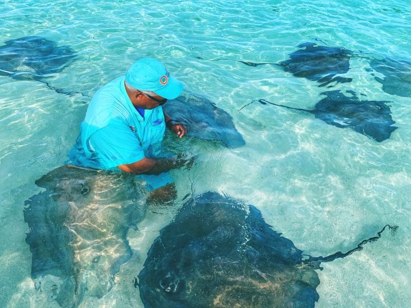 The Stingray Experience