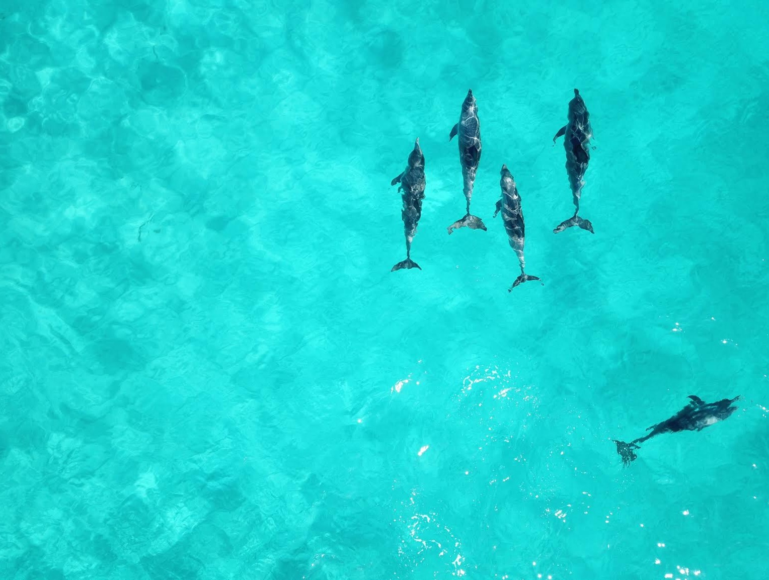 A wild pod of dolphins swims in the shallows of Cape Naturaliste, Western Australia.
Photo: Courtnie Tosana.