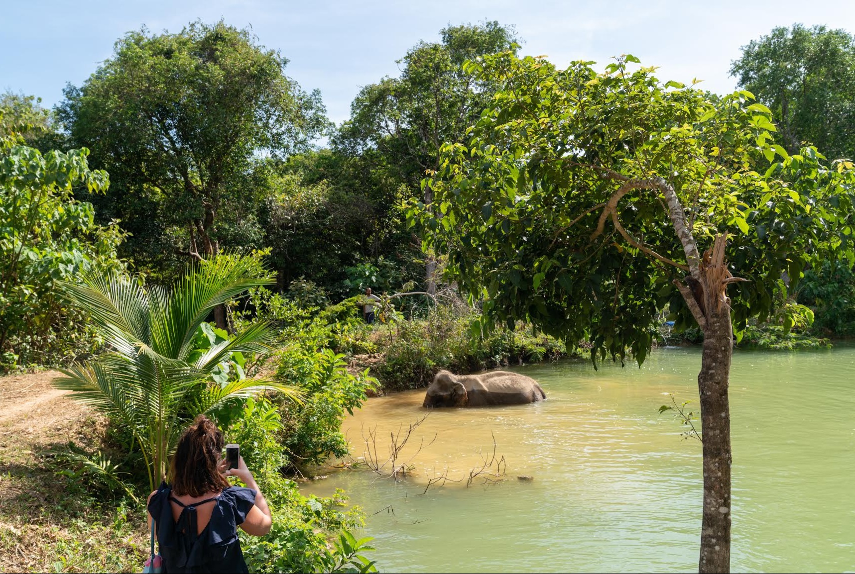An elephant named Sow walks in the water while a tourist takes a photo from a safe distance.  Photo: Nick Axelrod.