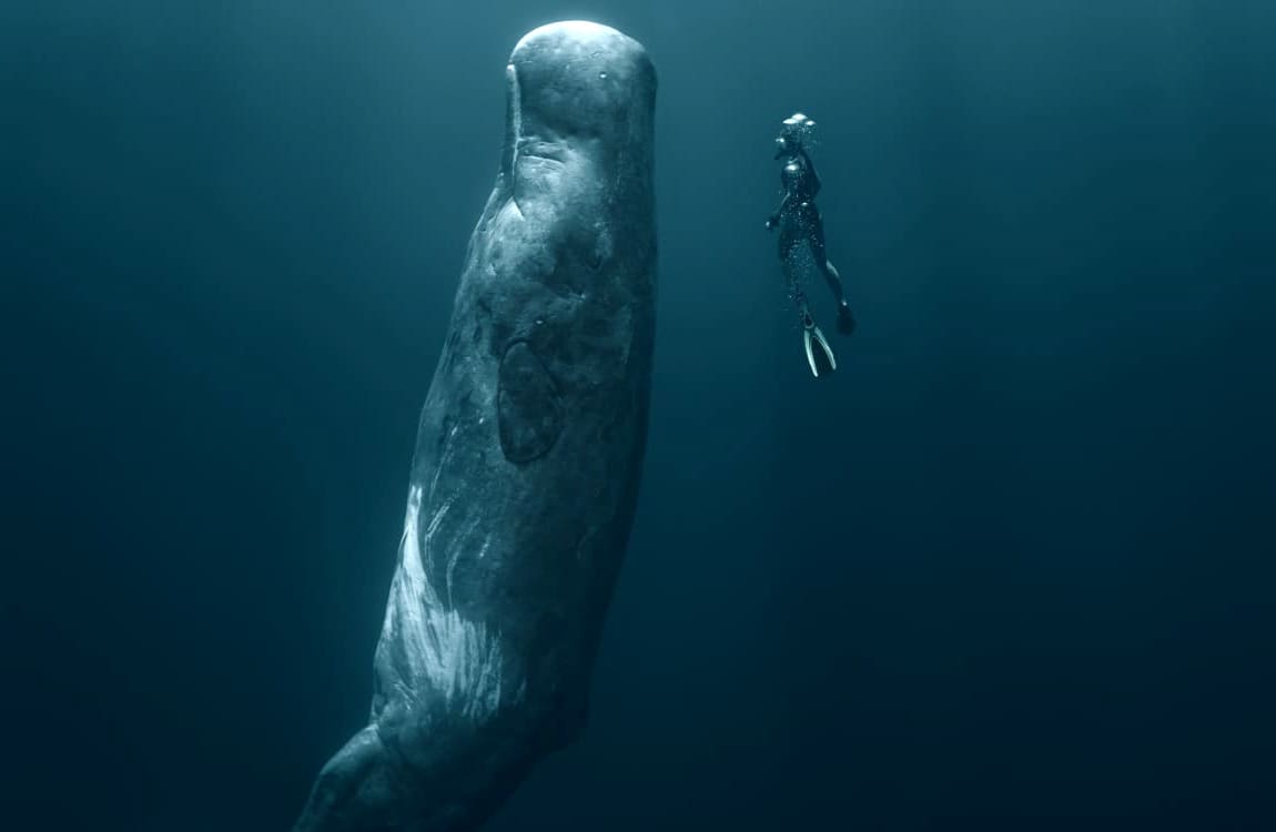 Dominica package by Untold Story Travel lets clients get close-up views of massive aquatic creatures
