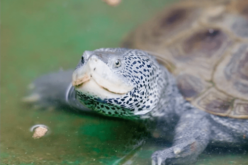 Scarolina2.png